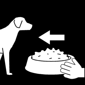 feed the dog
